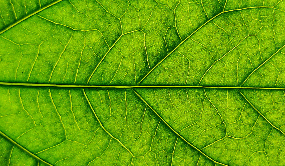 Mettez Vous Au Vert Avec La Chlorophylle La Vie Naturelle
