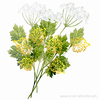 Anis vert (Pimpinella anisum) | La Naturelle