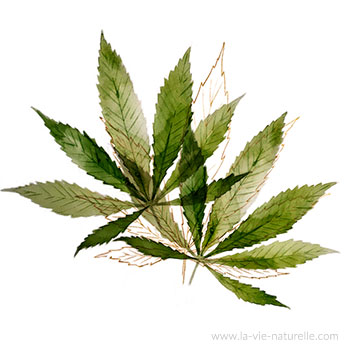 Chanvre (Cannabis sativa, Cannabis indica)