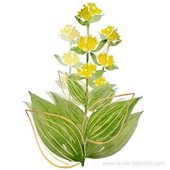 Gentiane jaune (Gentiana lutea) | La Vie Naturelle