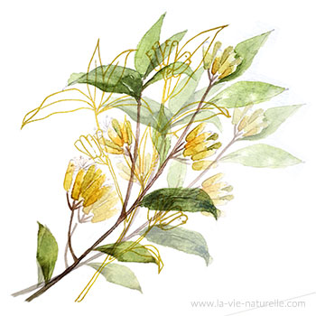Clou de girofle, Syzygium aromaticum: bienfaits et utilisations