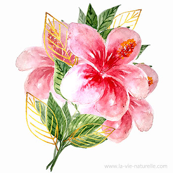 Le Bissap (Hibiscus Sabdariffa) Est Une Espèce D'hibiscus Originaire Des  Zones Tropicales Banque D'Images et Photos Libres De Droits. Image 23459570