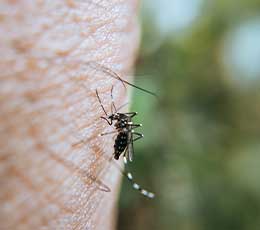 Prise anti moustique efficace au meilleur prix