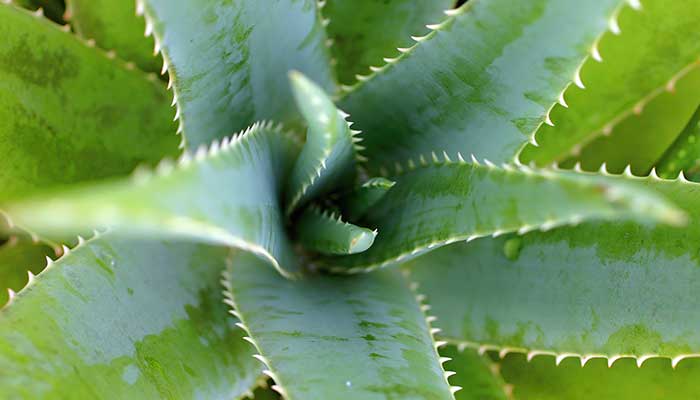 Aloe vera, quels sont ses bienfaits ?