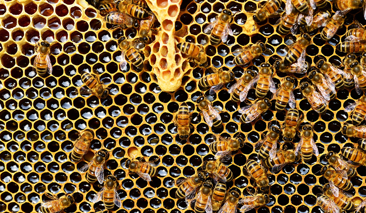 Les bienfaits des produits de la ruche : la propolis 