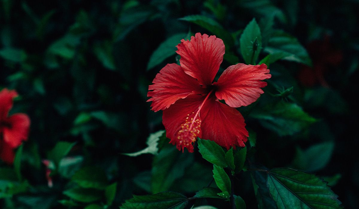 Quels sont les bienfaits de l'hibiscus ?