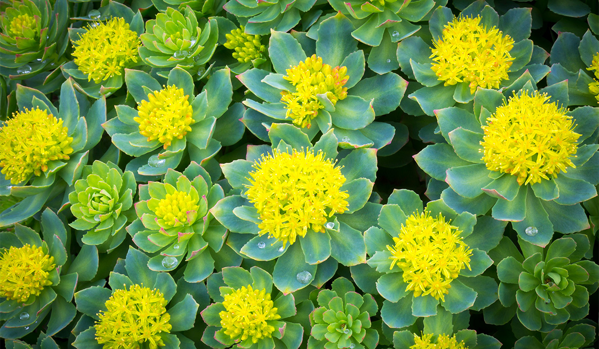 Rhodiola, quel est l'avis d'une naturopathe ?