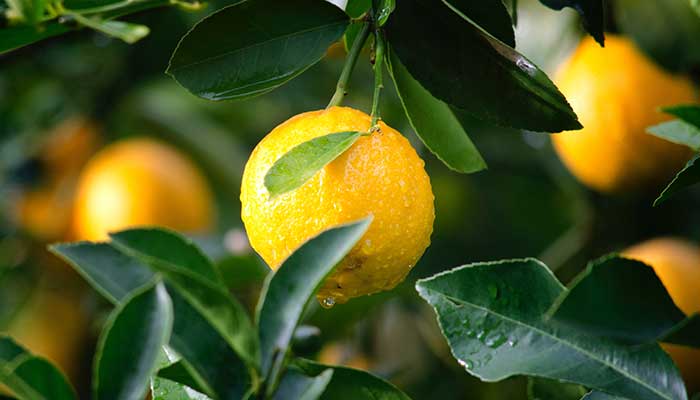 Tout savoir sur les bienfaits du jus de citron - Elle à Table