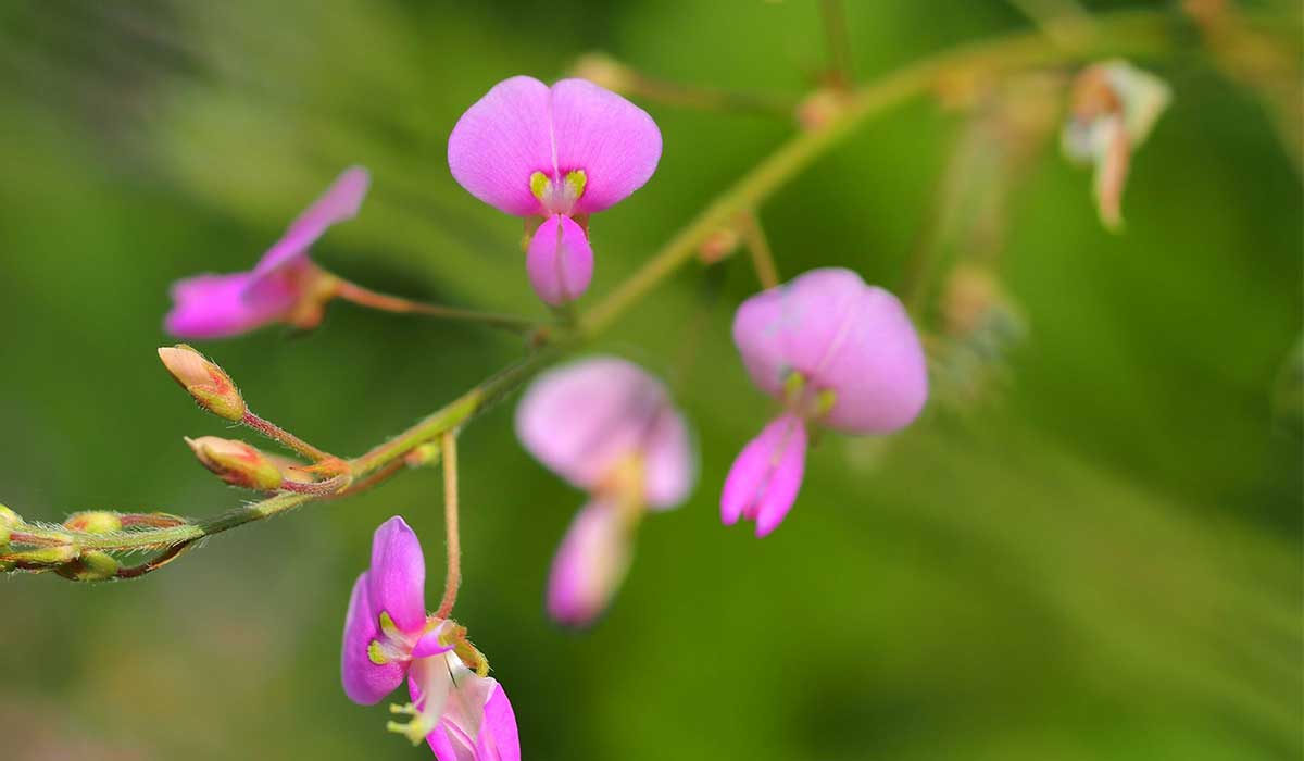 Desmodium, votre foie vous remercie