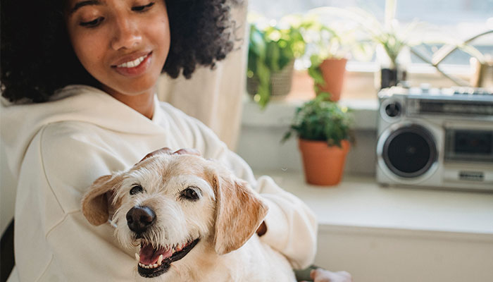 Chien Femelle S'allonge Et Regarde Directement Dans La Caméra