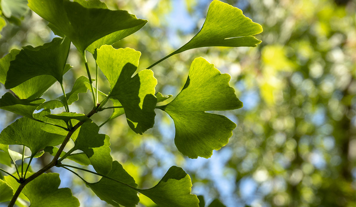 Les bienfaits du Ginkgo Biloba