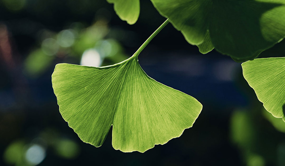 Ginkgo Biloba, quels sont les dangers ?