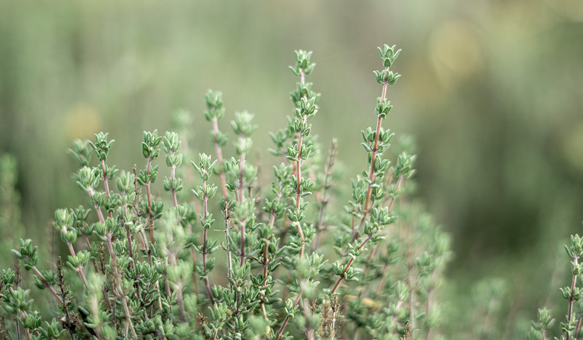 Les bienfaits du thym en inhalation