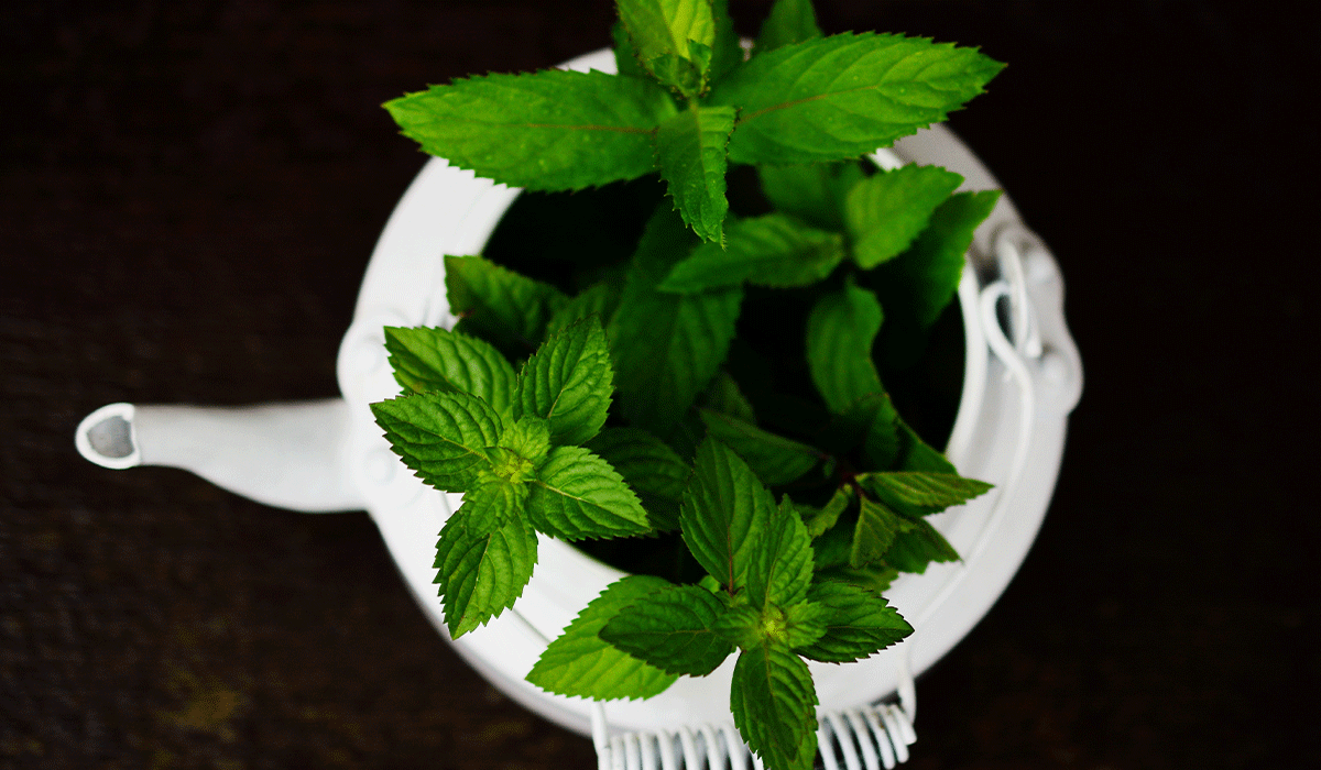 Tous les bienfaits de la menthe poivrée 