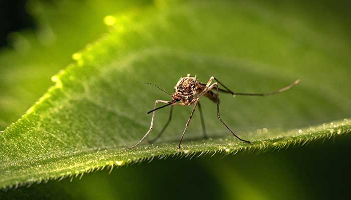 Ma synergie d'huiles essentielles anti-moustiques à diffuser