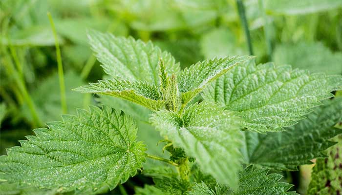 Bienfaits d'une infusion d'ortie, la plante reminéralisante par excellence!