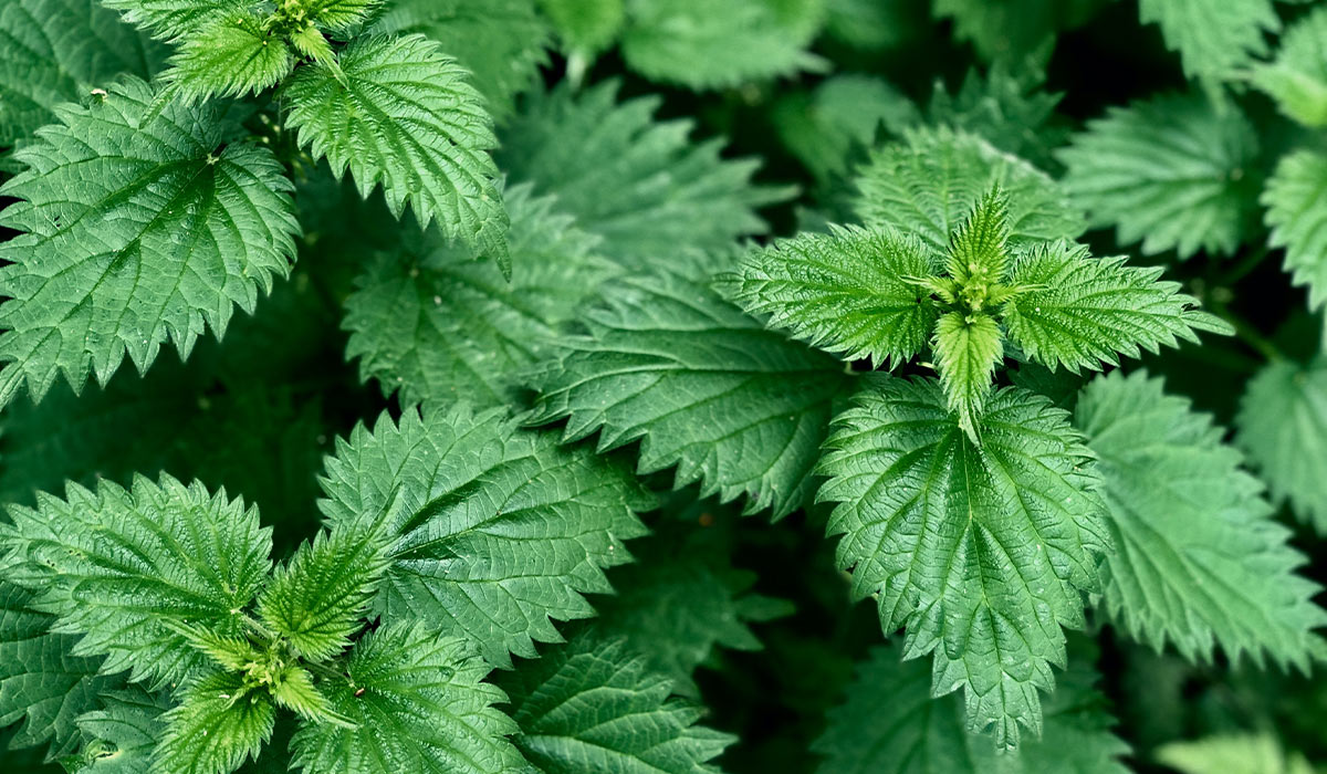 Ortie Piquante de Bourgogne - Plantes naturelles Bio françaises