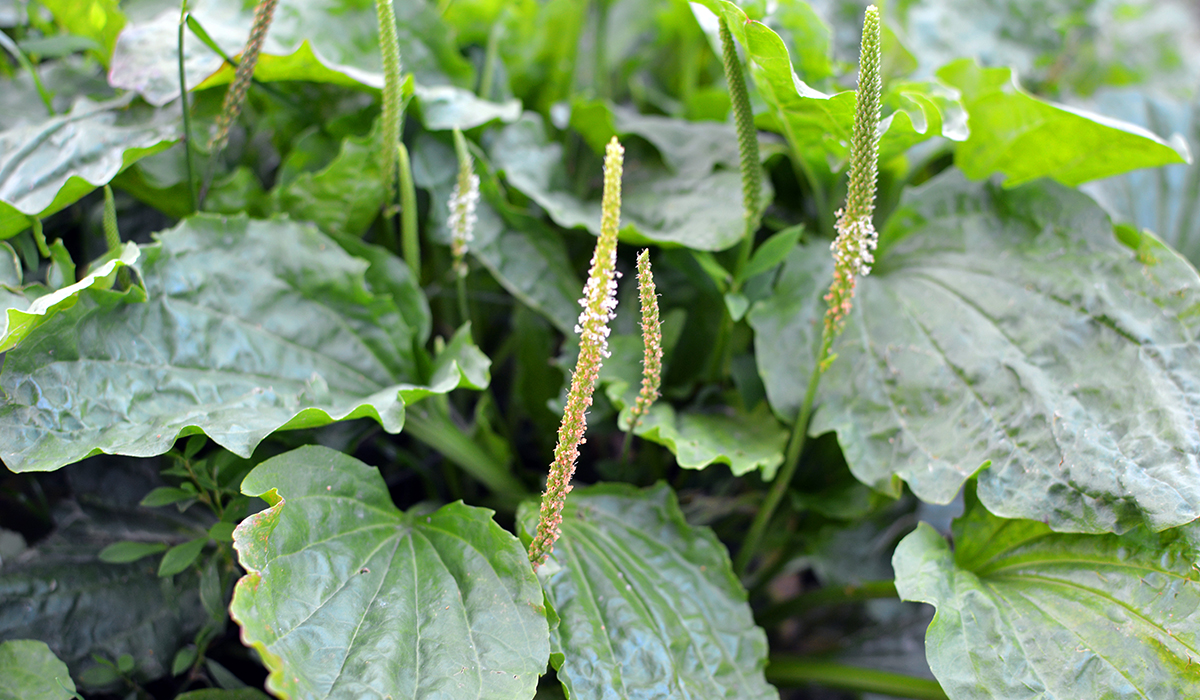 Découvrez les vertus du plantain