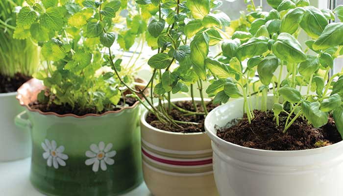 Une plante carnivore qui attrape les moustiques