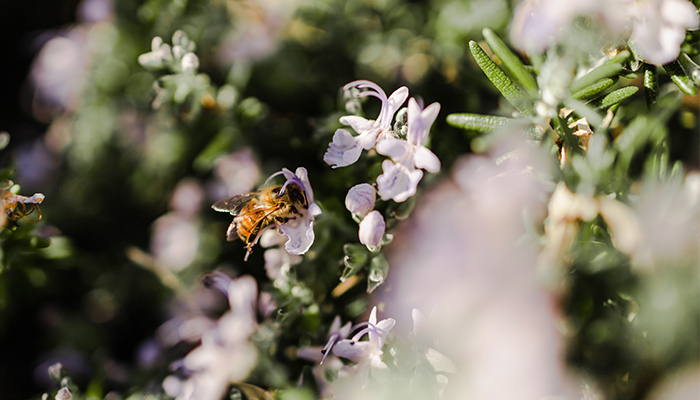 Nutrition. Romarin : l'herbe aromatique qui vous veut du bien